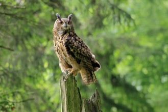 Eurasian Eagle-owl (Bubo bubo), adult, perch, vigilant, in summer, Wisdom, Šumava, Czech Republic,