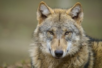 Wolf (Canis lupus), close-up of a single wolf with an intense gaze, Germany, Europe