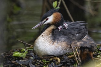 Great Crested Grebe (Podiceps Scalloped ribbonfish) with juveniles), Emsland, Lower Saxony,