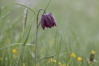 Chequerboard flowers (Fritillaria meleagris), Lower Saxony, Germany, Europe