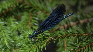 Blue dragonfly resting on a fir branch, Gudbrandsdal, Norway, Europe
