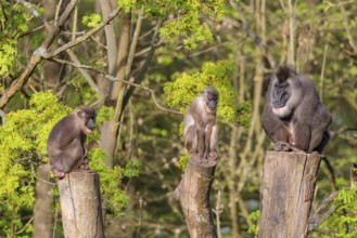Three Drills (Mandrillus leucophaeus), a male and two females, sit high up on the three stumps of a