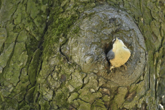 Nuthatch (Sitta europaea), looking out of its breeding den, Lake Neusiedl National Park, Seewinkel.