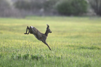 Roe deer (Capreolus capreolus), roebuck jumping, on the run, Lake Neusiedl National Park, Seewinkel