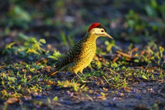 Green-banded Woodpecker (Colaptes melanochlorus) Pantanal Brazil