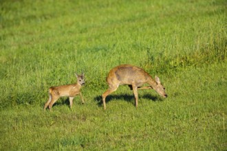Roe deer (Capreolus capreolus) doe with fawn Germany