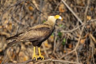 Crested caracara (Polyborus plancus) Pantanal Brazil