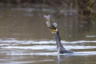 Cormorant (Phalacrocorax carbo) catching fish Germany