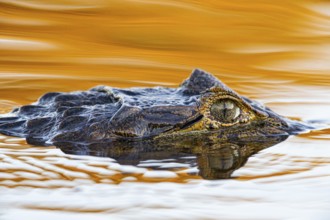 Spectacled caiman (Caiman crocodilius) Pantanal Brazil