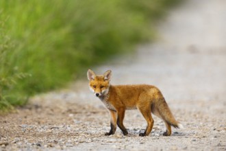 Fox (Vulpes vulpes) puppy Germany