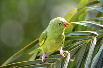 Yellow-winged Parakeet (Brotogeris chiriri) Pantanal Brazil