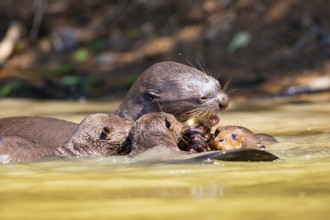 Giant otter (Pteronura brasiliensis) Pantanal Brazil