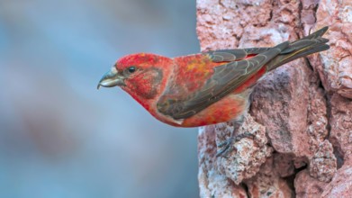 Spruce Crossbill (Loxia curvirostra) Finch, male, foraging for minerals, splendid plumage,