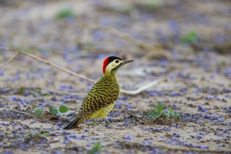 Green-banded Woodpecker (Colaptes melanochlorus) Pantanal Brazil