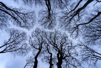 Ghost forest View into the sky, Baltic resort Nienhagen, Mecklenburg-Vorpommern, Germany, Europe