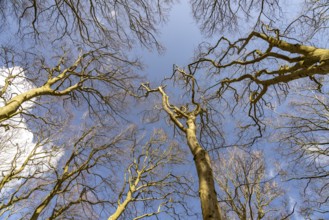 View upwards into the original beech forest, UNESCO World Heritage Site on the Baltic Sea coast in