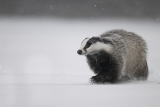 Badger in the snow, Wittlich, Rhineland-Palatinate, Germany, Europe