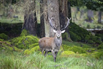 Red deer (Cervus elaphus) Rutting behaviour captive Germany