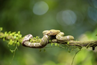 Griffin-tailed lance adder (Bothriechis schlegelii), green variety, sitting on a branch, Heredia