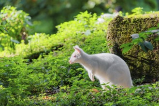 An albino red-necked wallaby or Bennett's wallaby (Macropus rufogriseus) sits in the green thicket