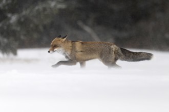 Red fox in the snow, Steinborn, Rhineland-Palatinate, Germany, Europe