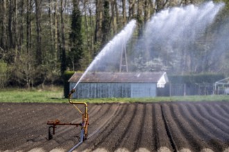 Artificial irrigation of a potato field in April, with a sprinkler system, long drought in spring