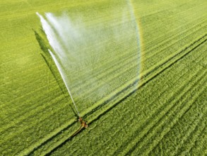 Artificial irrigation of a cereal field in April, with a sprinkler system, long dry spell in spring