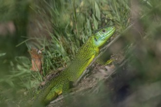 Green lizard (Lacerta bilineata) warming itself in the sun in spring. Bas Rhin, Alsace, France,