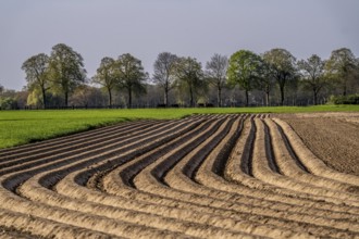Spring, potato field, freshly grown potato ridges, near Kerken, Lower Rhine, North