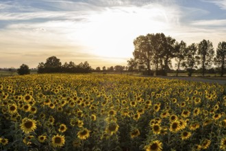 Field of blooming sunflowers (Helianthus annuus) at sunset, Großenhain, Saxony, Germany, Europe
