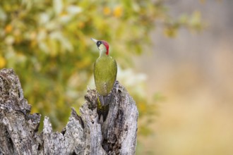Green woodpecker (Picus viridis) Germany