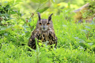 Eurasian Eagle-owl (Bubo bubo), adult, on the ground, resting, alert, in summer, Wisdom, Šumava,