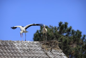 White stork, (Ciconia ciconia), Two white storks on a roof, Baden-Württemberg, Germany, Europe