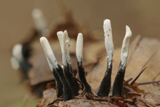 Candlestick fungus (Xylaria hypoxylon), North Rhine-Westphalia, Germany, Europe