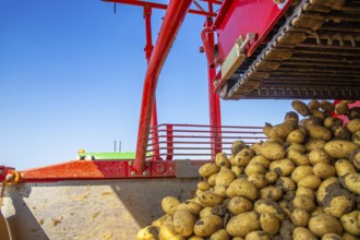 Farmer Hartmut Magin from Mutterstadt harvesting early potatoes in the Palatinate (Mutterstadt,
