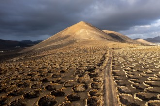 Grapevines growing in black volcanic soil in protected enclosed pits, La Geria, Lanzarote, Canary