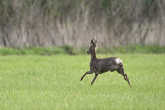 Roebuck (Capreolus capreolus), jumping, on the run, Lake Neusiedl National Park, Seewinkel,