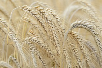 Barleys (Hordeum vulgare), barley field, grain ready for harvest, close-up, North Rhine-Westphalia,