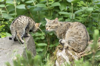 A cat watches a small kitten standing on a large stone, wild cat (Felis silvestris), kittens,
