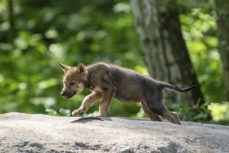 A single wolf pup walks along a path in the forest, surrounded by green foliage, European grey gray