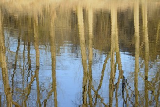 Reflection of deciduous trees on the water surface, North Rhine-Westphalia, Germany, Europe