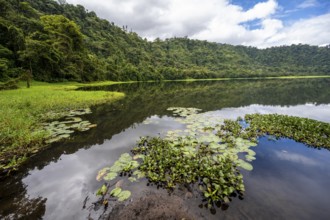 Reflection, water lilies and floating plants in the volcanic crater lake Laguna de Hule with