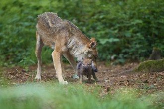 Gray wolf (Canis Lupus), standing together with a puppy in the forest, summer, Germany, Europe