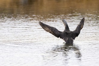 Red-throated diver (Gavia stellata), adult bird with outstretched wings rising from the water,