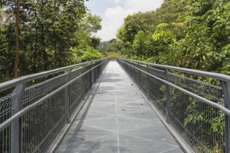 Modern metal bridge over the jungle park. singapore