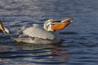 Dalmatian pelican (Pelecanus crispus), eating a fish, magnificent plumage, Lake Kerkini, Greece,