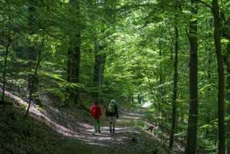 Hiking on the Bergischer Weg, a hiking trail, here in Essen, North Rhine-Westphalia, Germany,