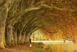 Platanen Allee, lakeside path on Lake Baldeney, near Haus Scheppen, in Essen, autumn, North