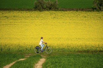 Country road at a blooming rape field, cyclist, landscape near Mülheim an der Ruhr, Germany, Europe