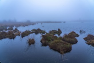 The High Fens nature park Park, in the German-Belgian border region near Eupen, winter, fog, wooden